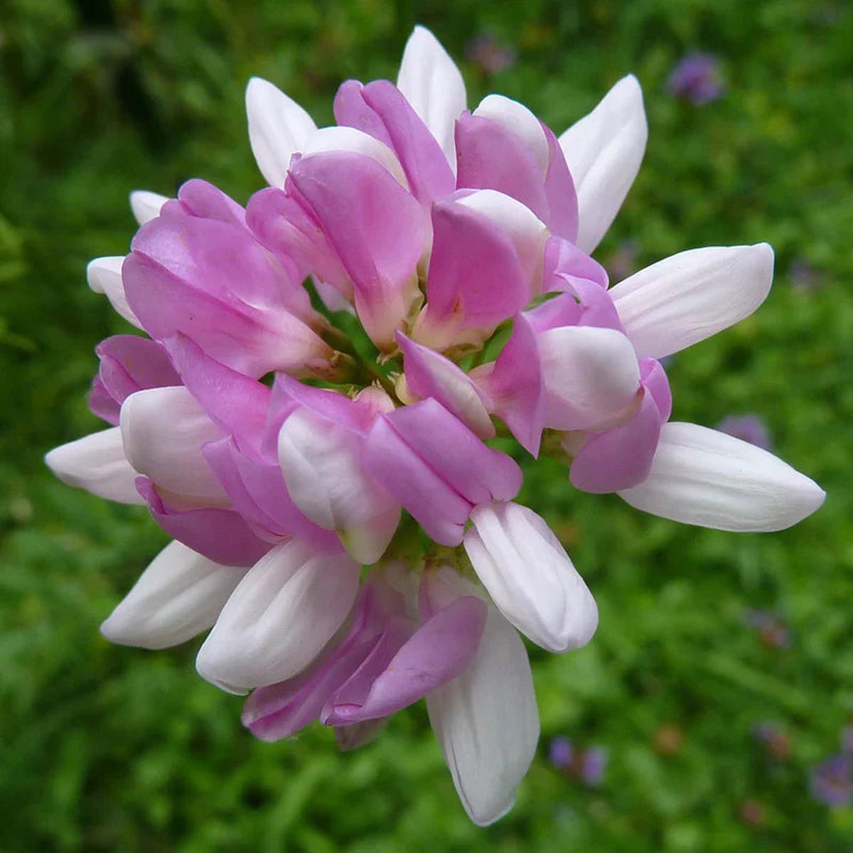 Violet Coronilla Flower seeds for Planting Fragrant Blossoms Heirloom & GMO Free Seeds for Home Garden Sale
