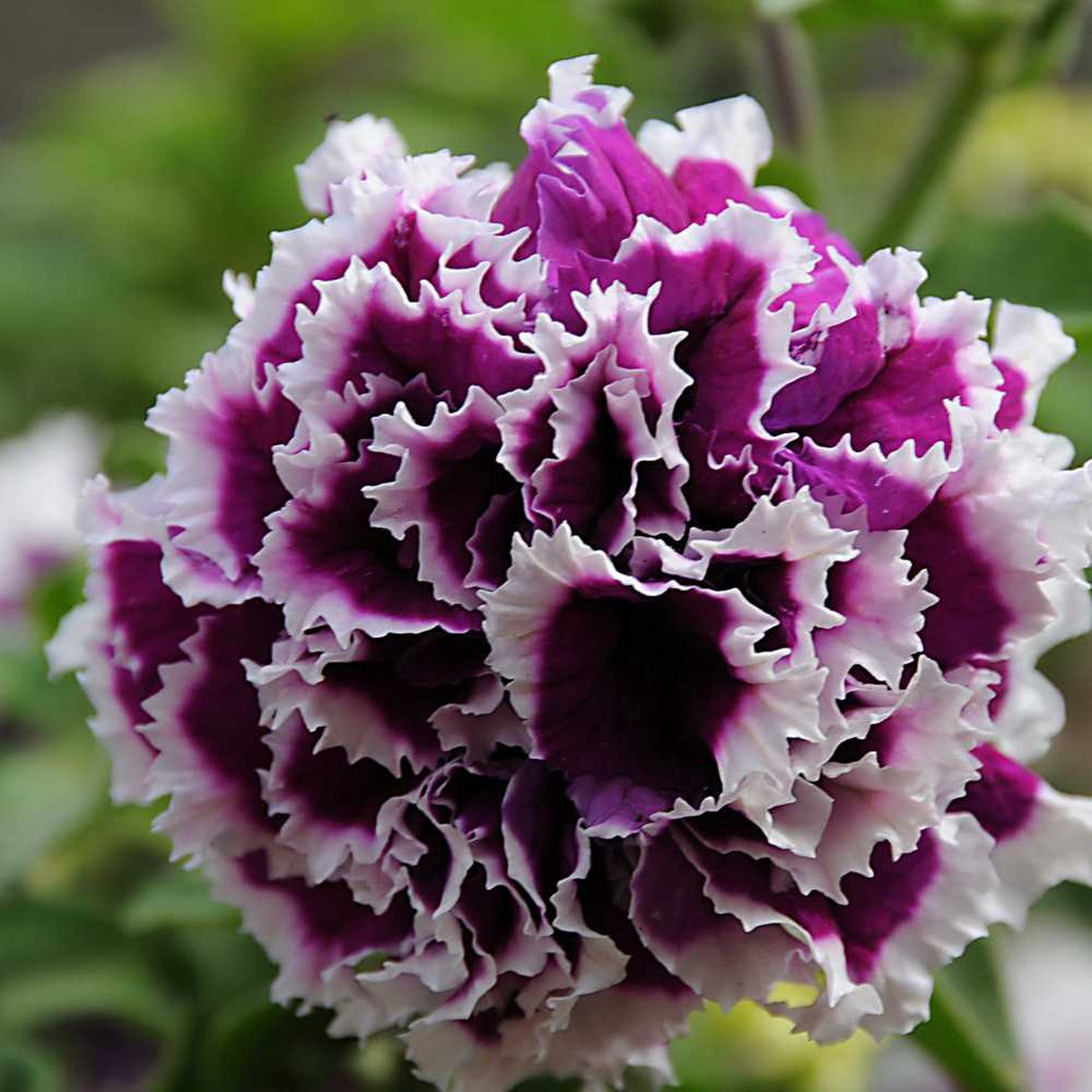 Violet Double Petunia Flower seeds for Planting Garden Favorite Heirloom & GMO Free Seeds for Home Garden Sale