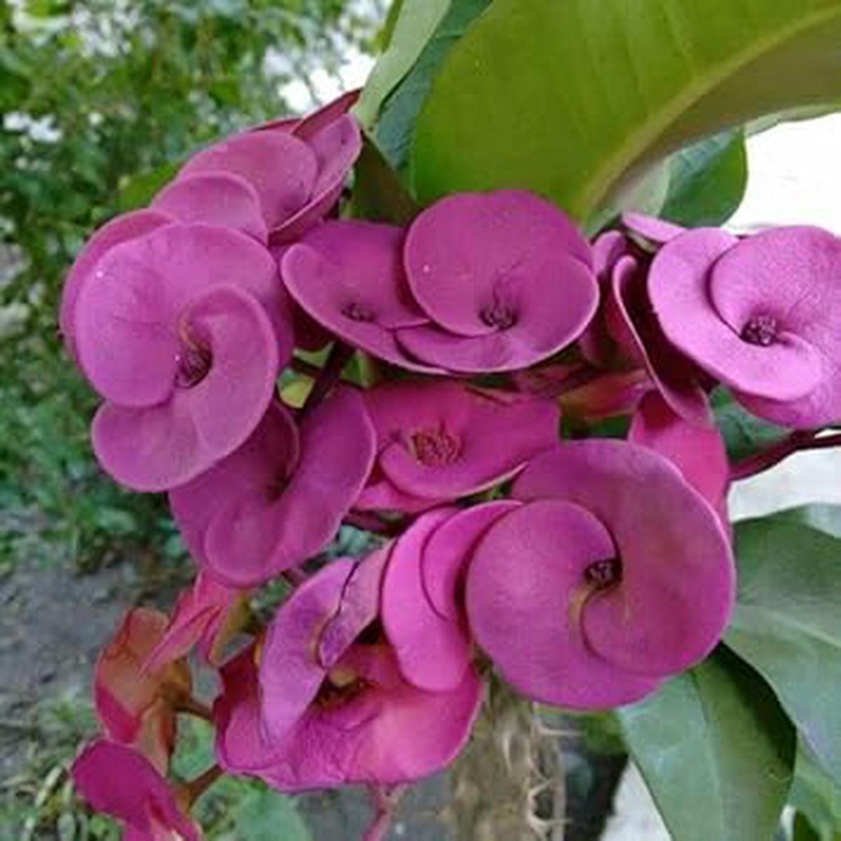 Violet Euphorbia Milii Flower seeds for Planting - Cottage Garden Essential, Heirloom & GMO Free Seeds for Home Garden