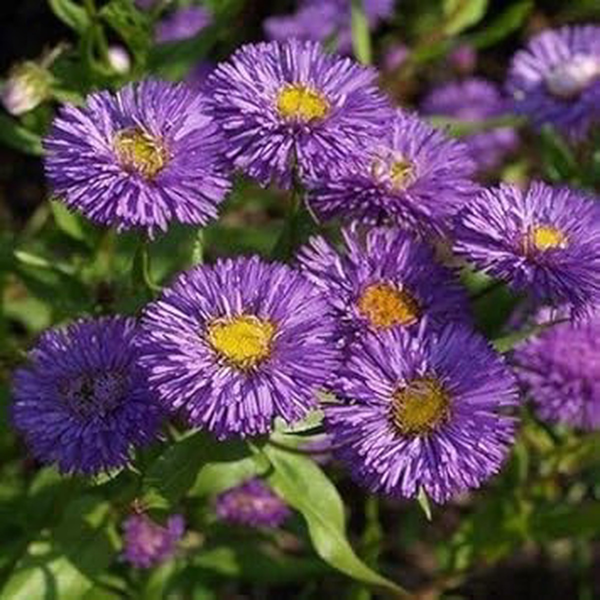 Violet Organic Erigeron Flower For Planting Heirloom Non Gmo Flower Seeds for Home Garden Planting,