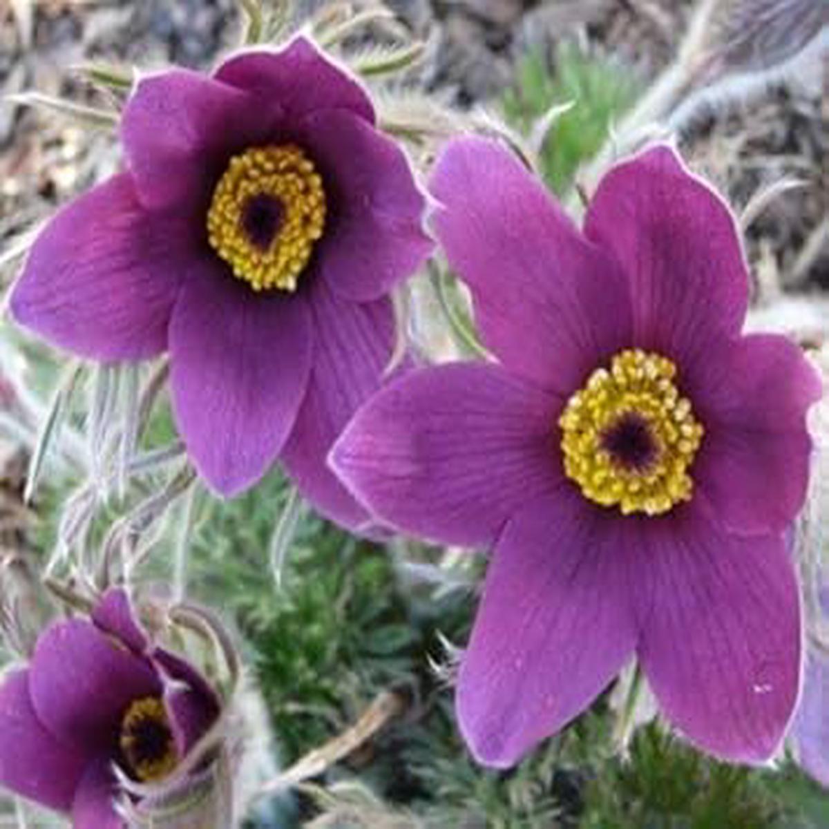 Violet Pasque Flower seeds for Planting - Pollinator Friendly, Heirloom & GMO Free Seeds for Home Garden