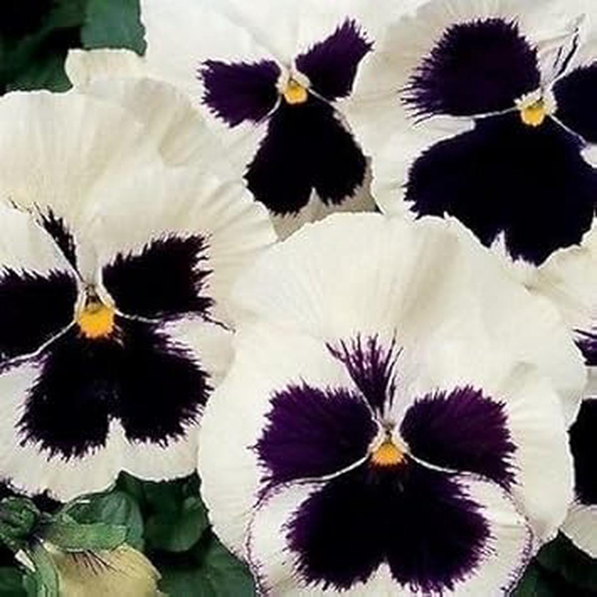 White & Black Pansy Flower seeds for Planting - Perfect for Borders, Heirloom & GMO Free Seeds for Home Garden
