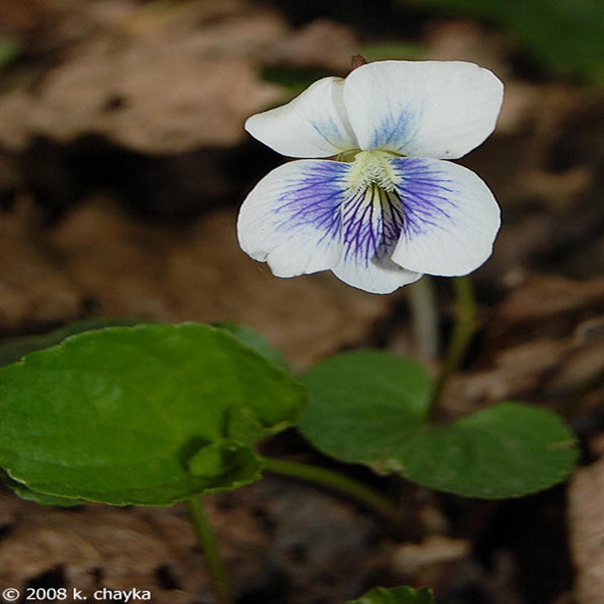 White Blue Mini Violet Flower Seeds for Planting Heirloom, Non-GMO, High Germination Garden Favorite