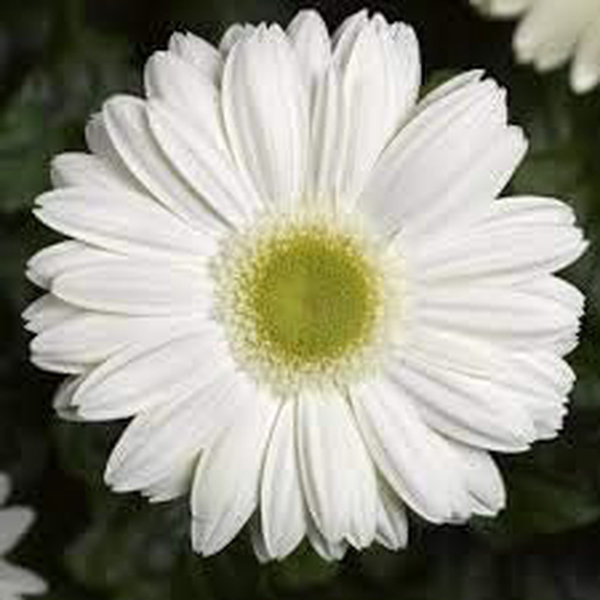 White Gerbera Flower Seeds for Planting Heirloom Non-GMO | High Germination Organic Garden Seeds
