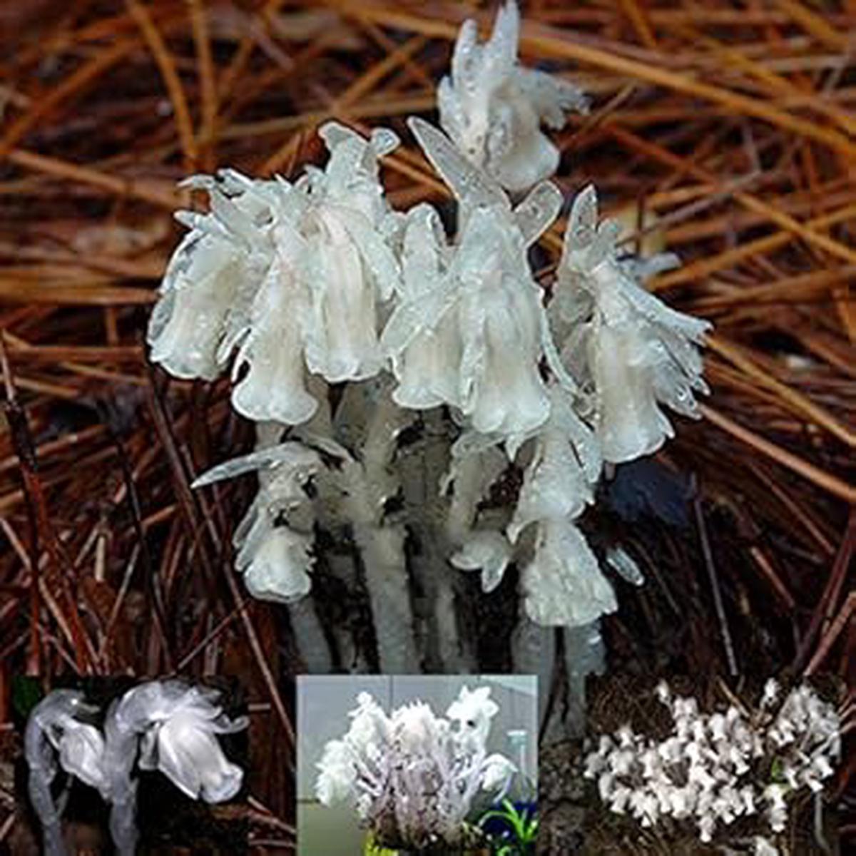 White Monotropa Uniflora Flower seeds for Planting - Compact Growth, Heirloom & GMO Free Seeds for Home Garden