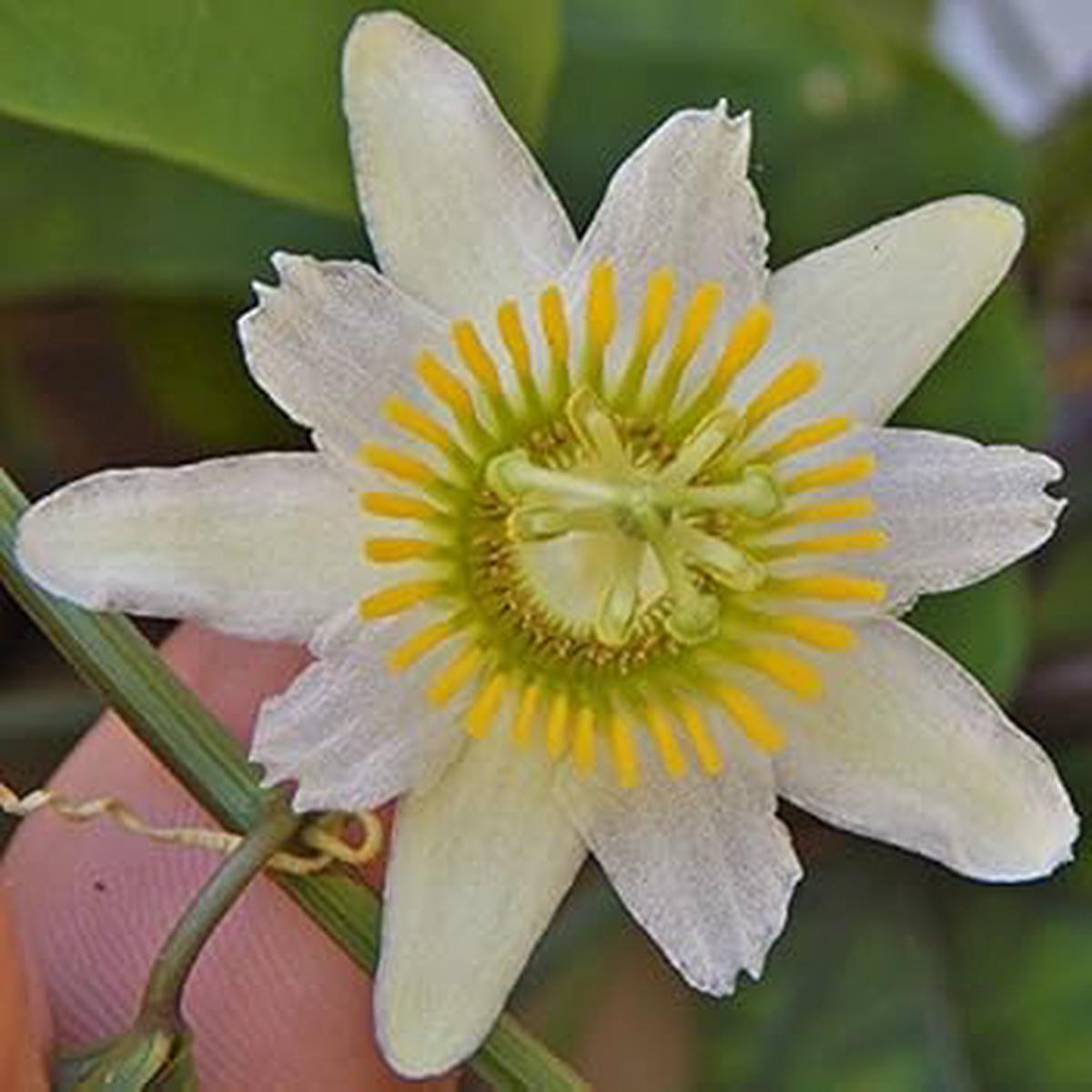 White Passiflora Biflora Flower seeds for Planting - Shade Tolerant, Heirloom & GMO Free Seeds for Home Garden