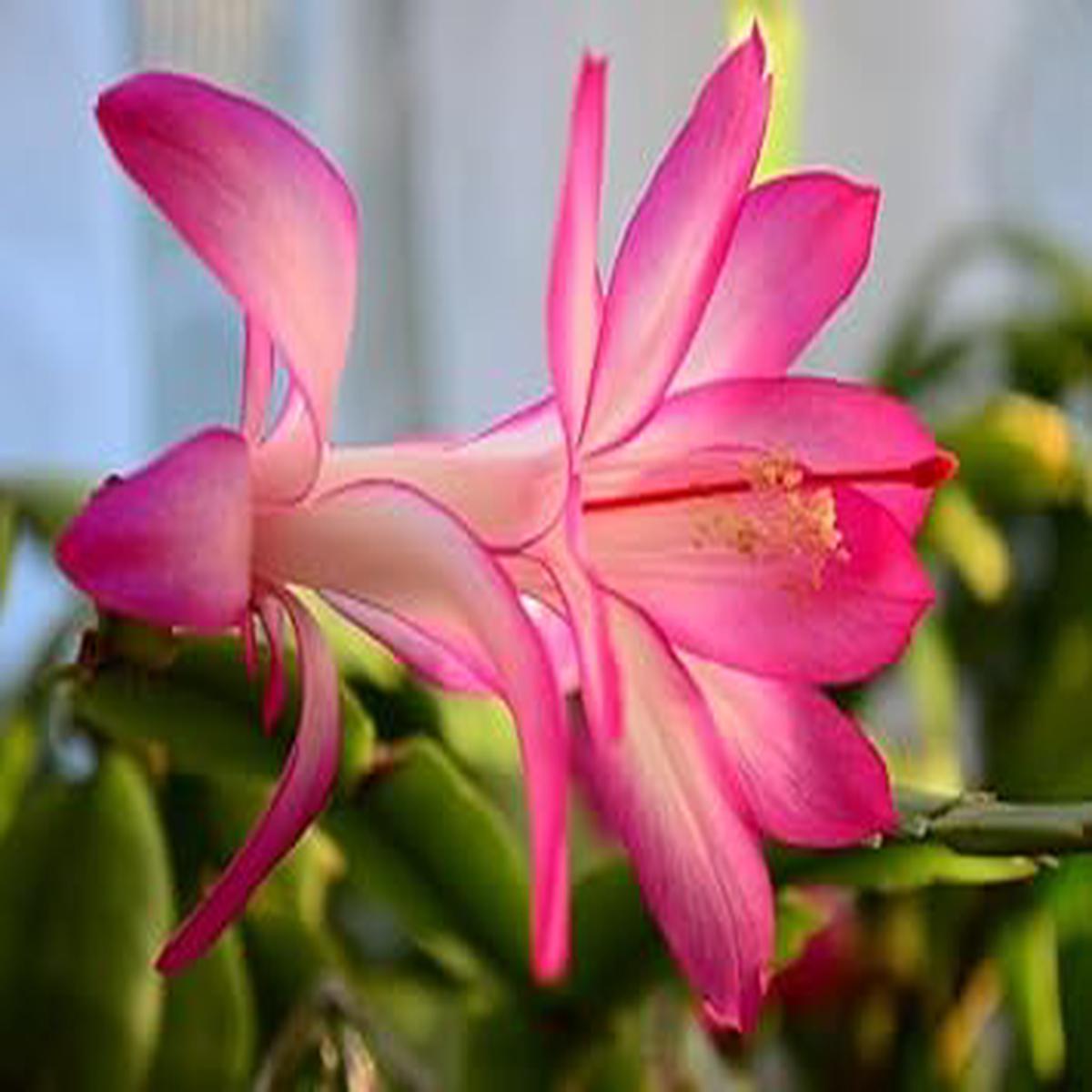 White Pink Zygocactus Flower seeds for Planting - Seasonal Bloomer, Heirloom & GMO Free Seeds for Home Garden
