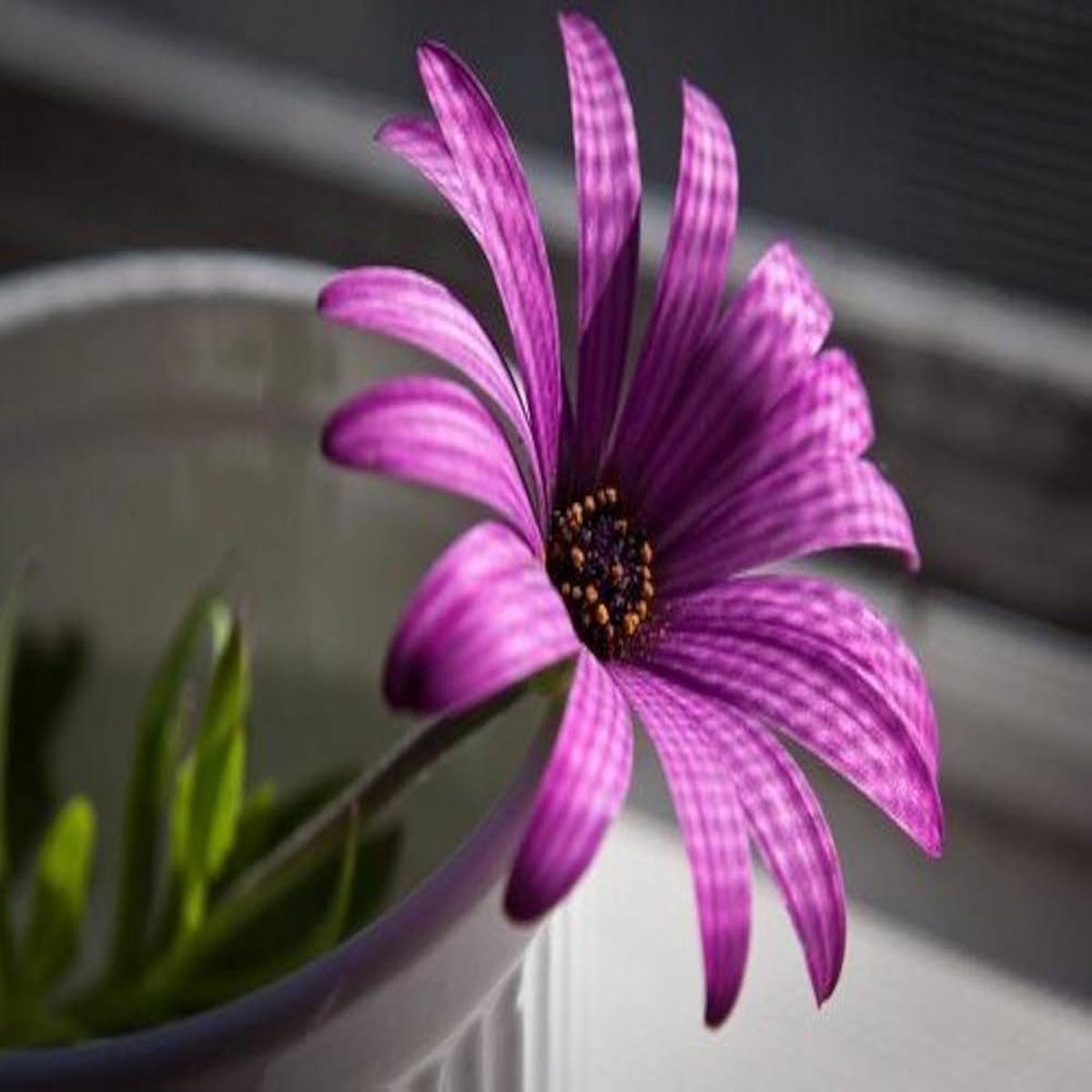 White Purple Rare Side Stripes Flower Home Gardening Flower Seeds Home Garden Planting,