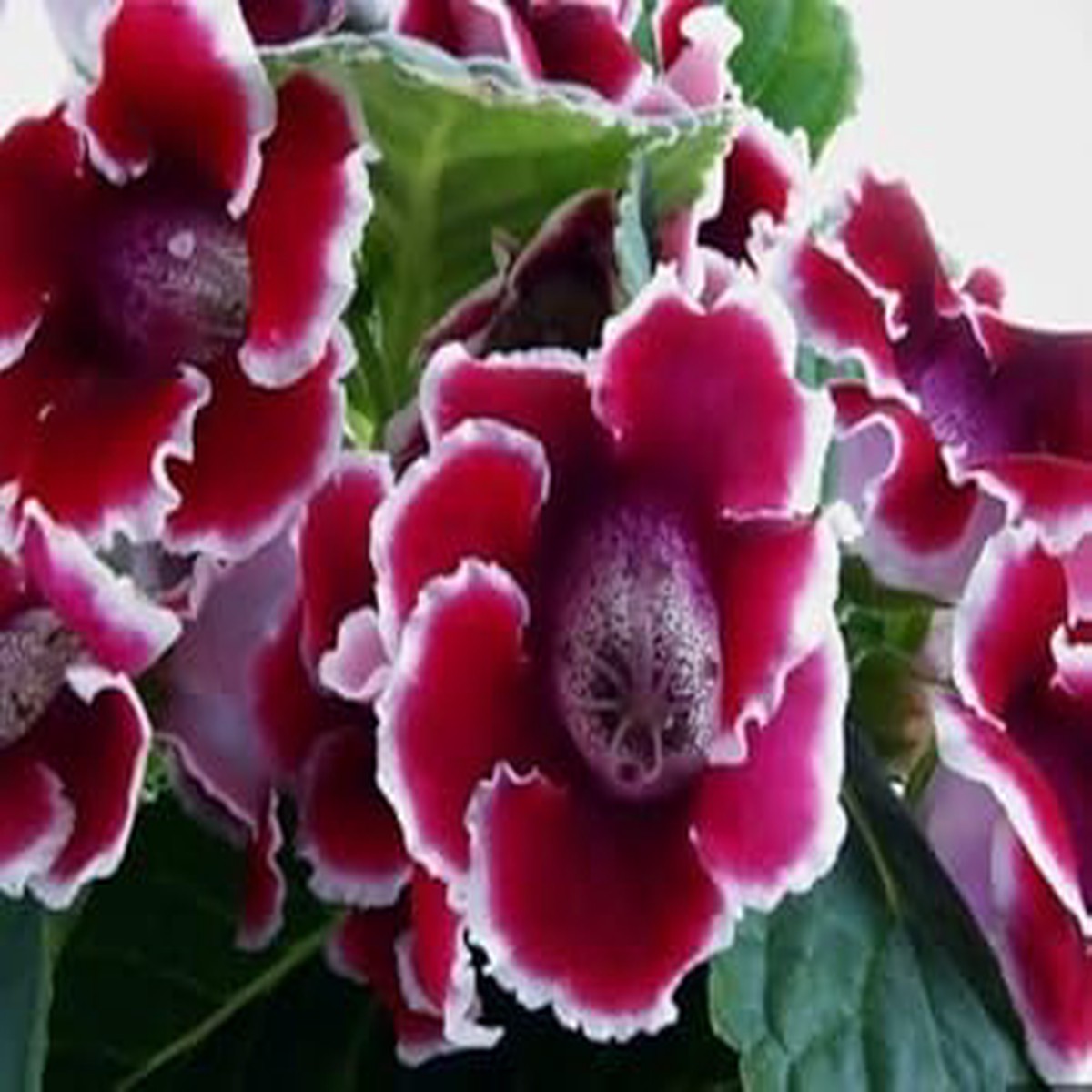 White & Red Gloxinia Heirloom Non-GMO Seeds for Planting  High Germination Organic Garden Seeds