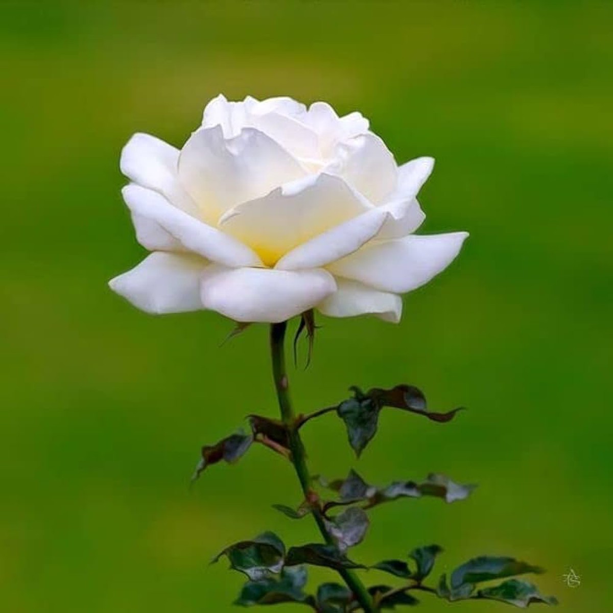 White Rose Rare Perennial Flower For Home Garden Flower Seeds for Home Garden Planting, Lush