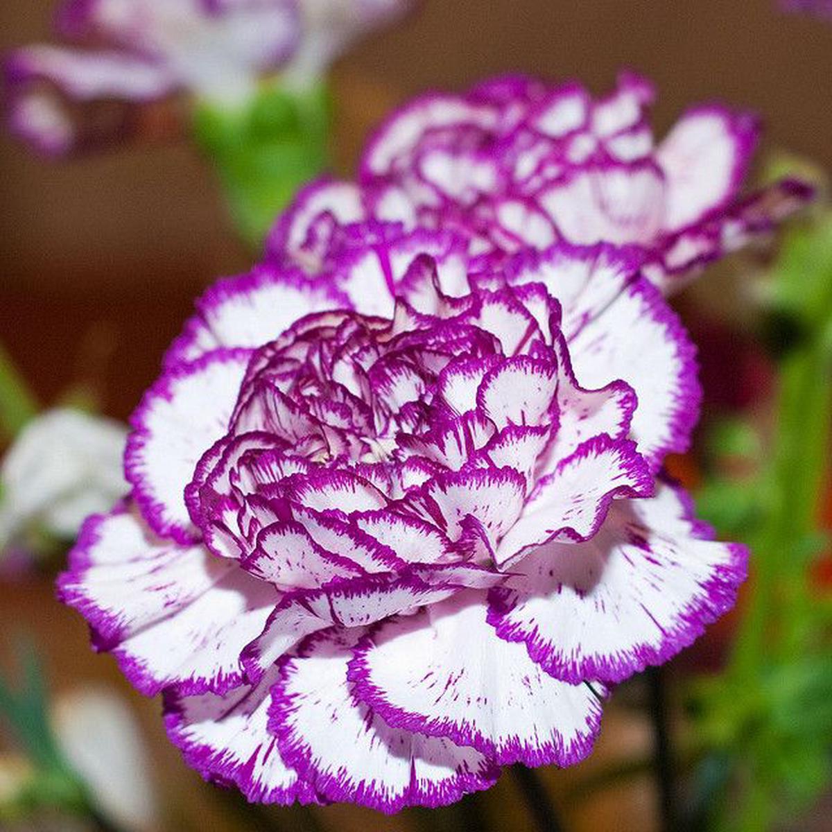 White Violet Carnation Flower Seeds for Planting Compact Growth, Heirloom & Non-GMO Home Garden
