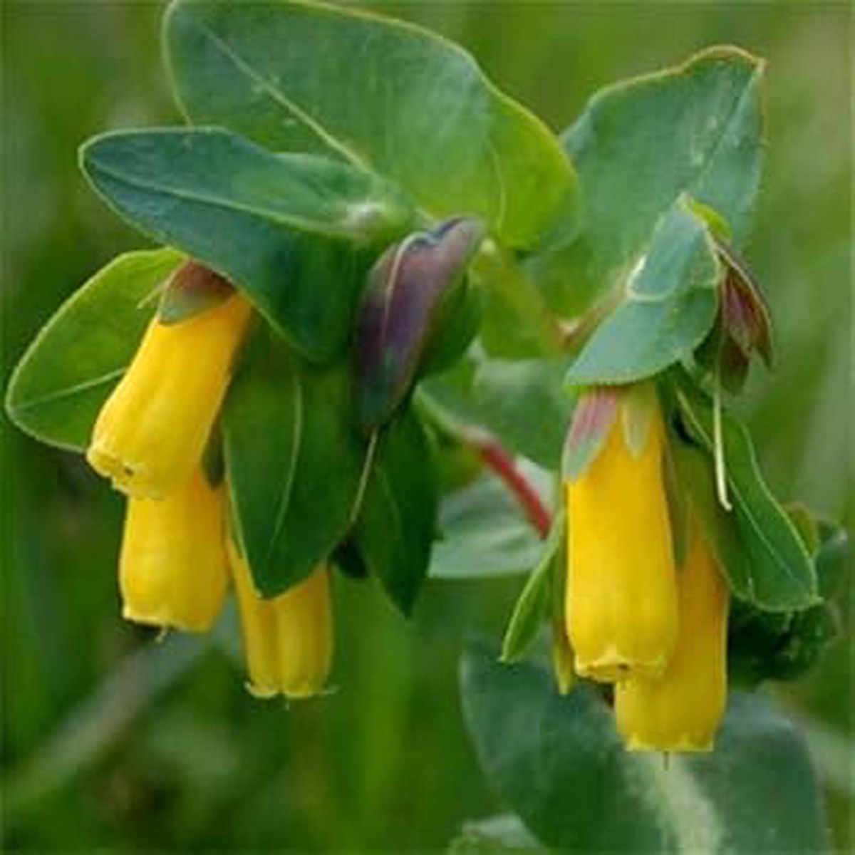 Yellow Cerinthe Flower Seeds for Planting Organic, Heirloom, Non-GMO Garden Seeds