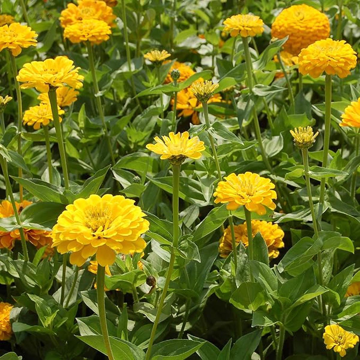 Yellow Dahlia Dahlia Pinnata Mignon Flower For Planting In Backyard Garden Or Patio Pots Flower