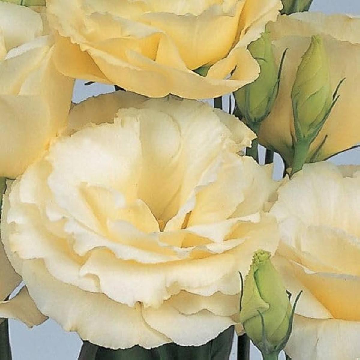 Yellow Lisianthus Seeds for Elegant Yellow Flowers
