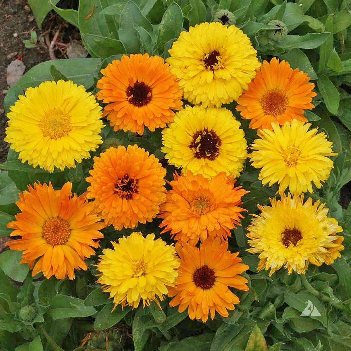 Yellow Pacific Beauty Calendula Calendula Officinalis Per Packet Heirloom Non Gmo Flower Seeds