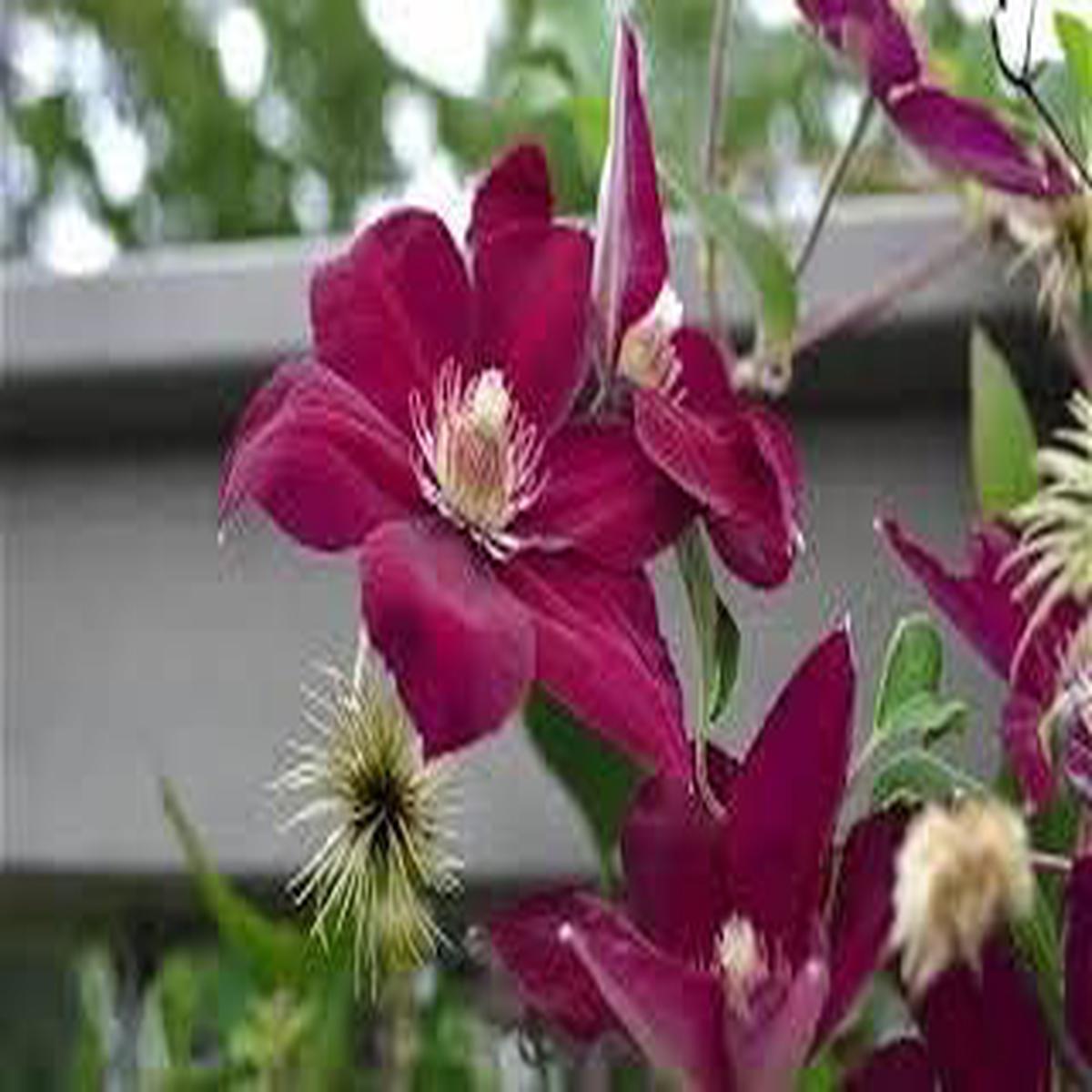 Yellow Purple Clematis Flower seeds for Planting - Pollinator Friendly, Heirloom & GMO Free Seeds for Home Garden