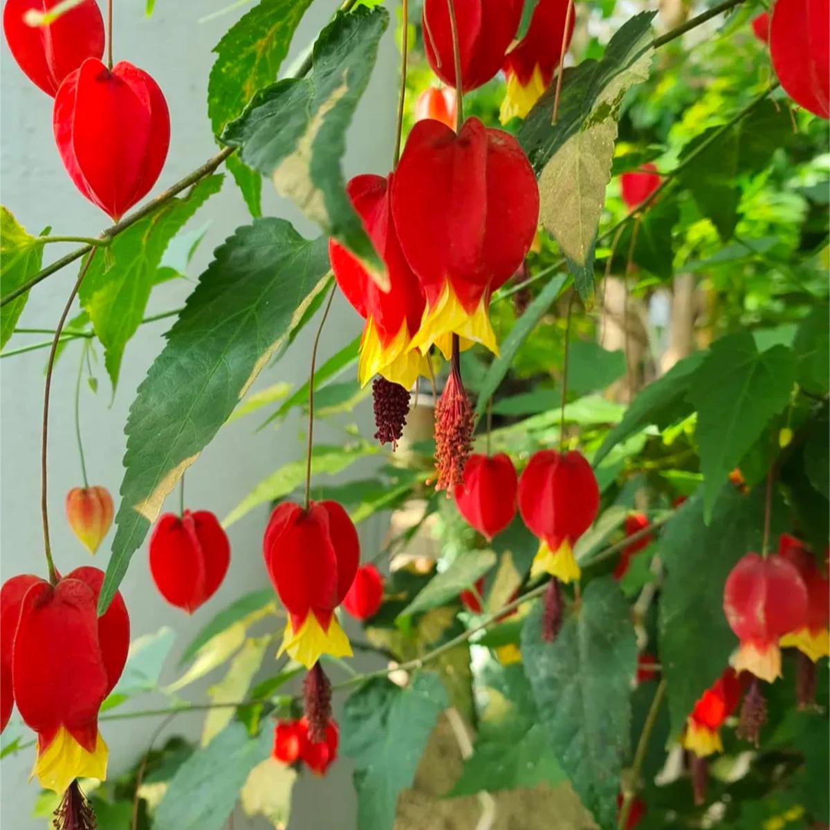 Abutilon Megapotamicum Flower Seeds for Planting Heirloom, Non-GMO, Easy to Grow, Tropical