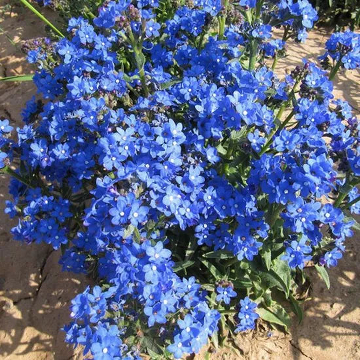 Anchusa Capensis Shade Tolerant Annual Herb Flower  Heirloom, Non-GMO, High Germination Organic Garden Seeds