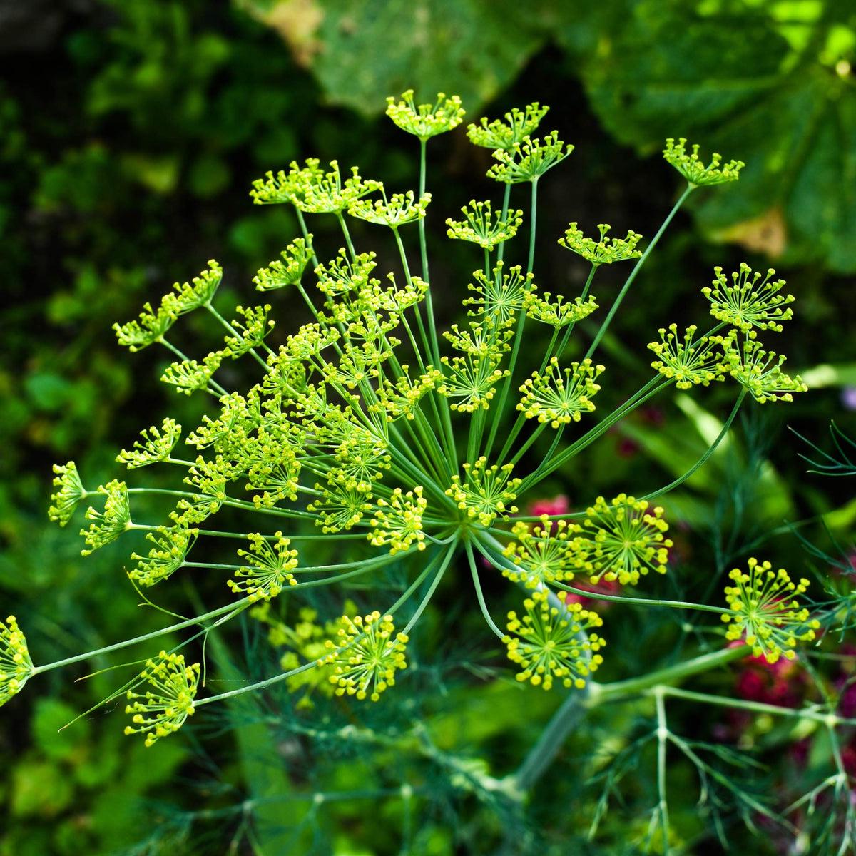 Anethum Graveolens Seeds Flower seeds for Planting - Bright Blooms, Heirloom & GMO Free Seeds for Home Garden