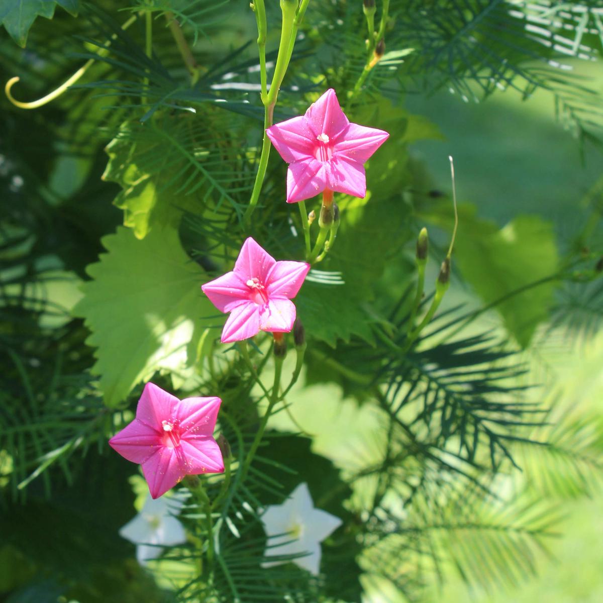 Annual Rose Cypress Vine Flower Seeds for Planting 100 pcs | Heirloom Non-GMO Organic Garden Blooms