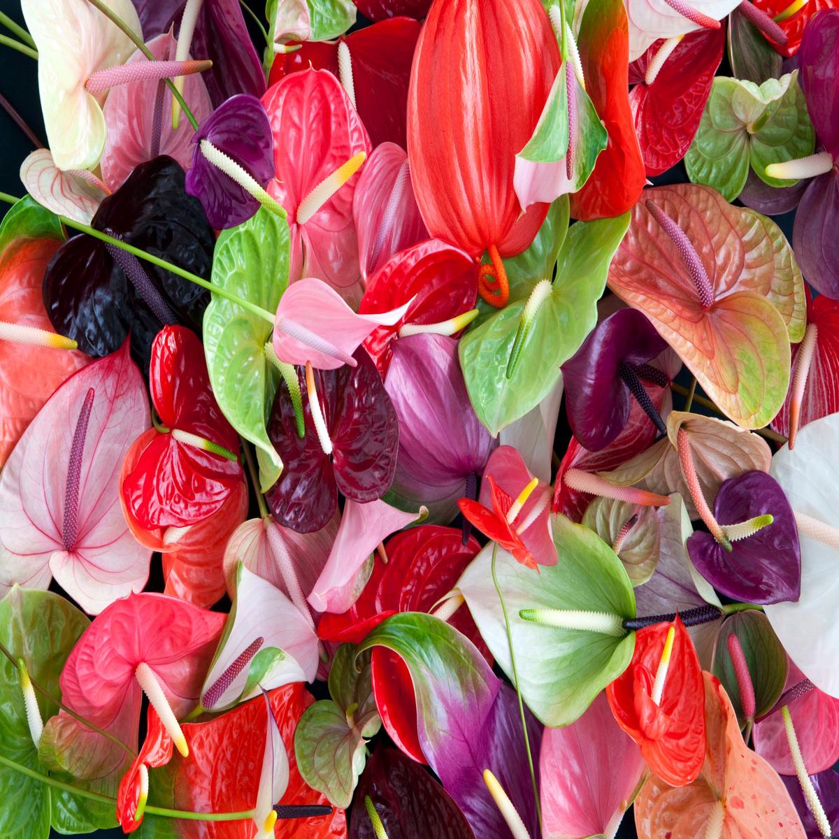 Anthurium Andraeanu Mixed Flower Seeds for Planting Heirloom Non-GMO, High Germination Organic Garden Seeds