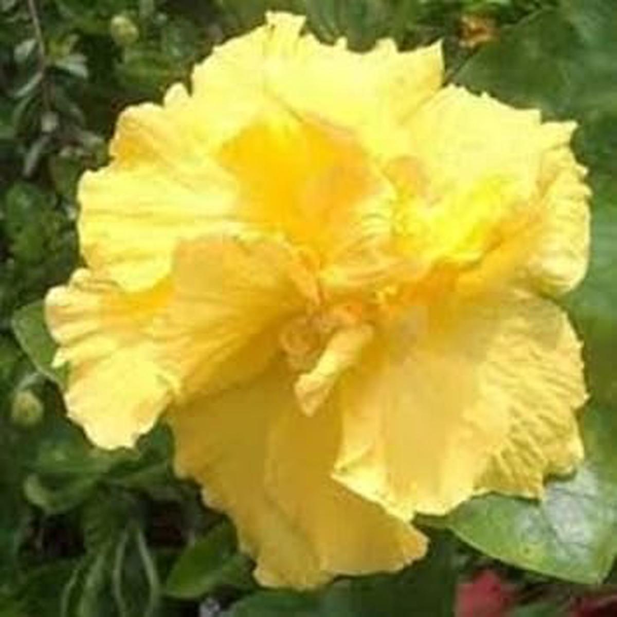 Black Carnation Flower Seeds for Planting Sun Loving Heirloom & GMO Free Seeds for Home Garden Sale