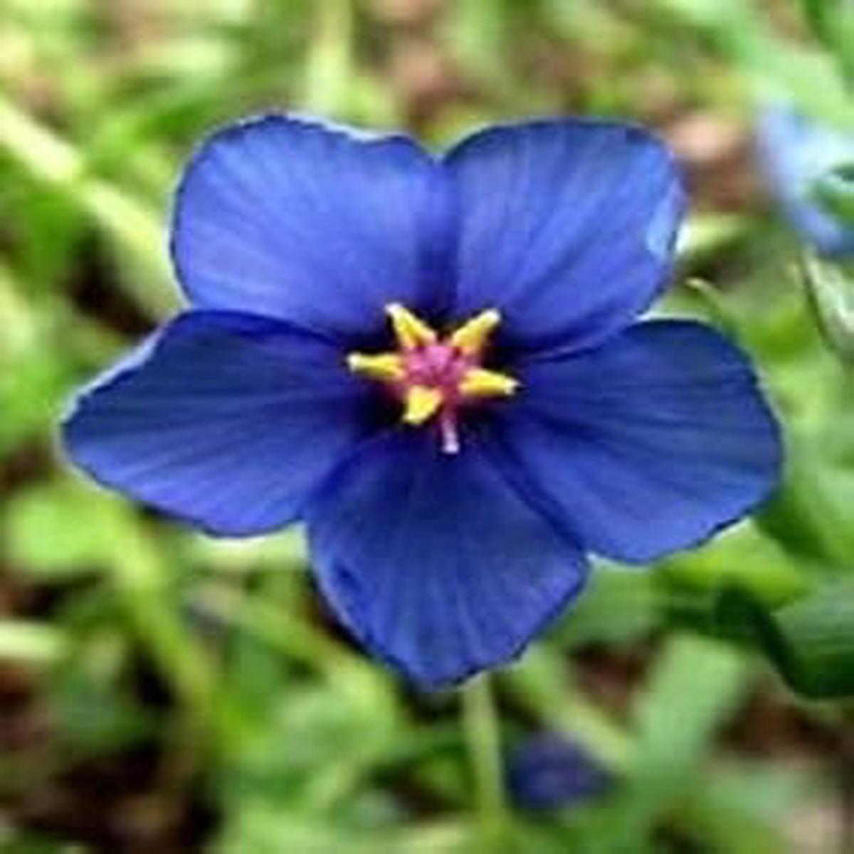 Blue Pimpernel Flower Seeds for Planting - 100