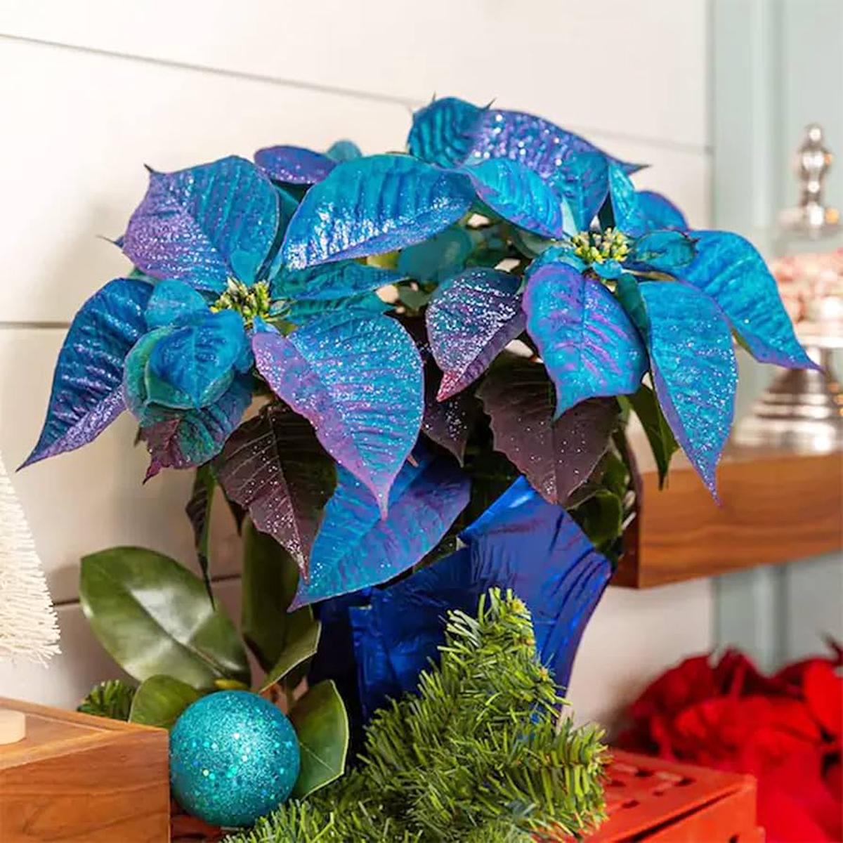 Blue Poinsettia Flower Seeds for Planting Drought Tolerant Heirloom & GMO Free Seeds for Home Garden Sale
