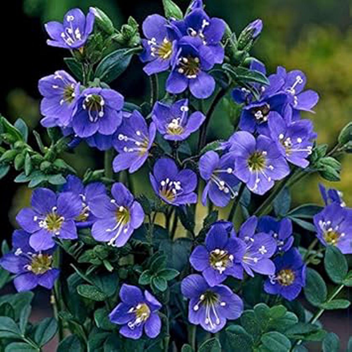 Blue Polemonium Flower seeds for Planting - Sun Loving, Heirloom & GMO Free Seeds for Home Garden