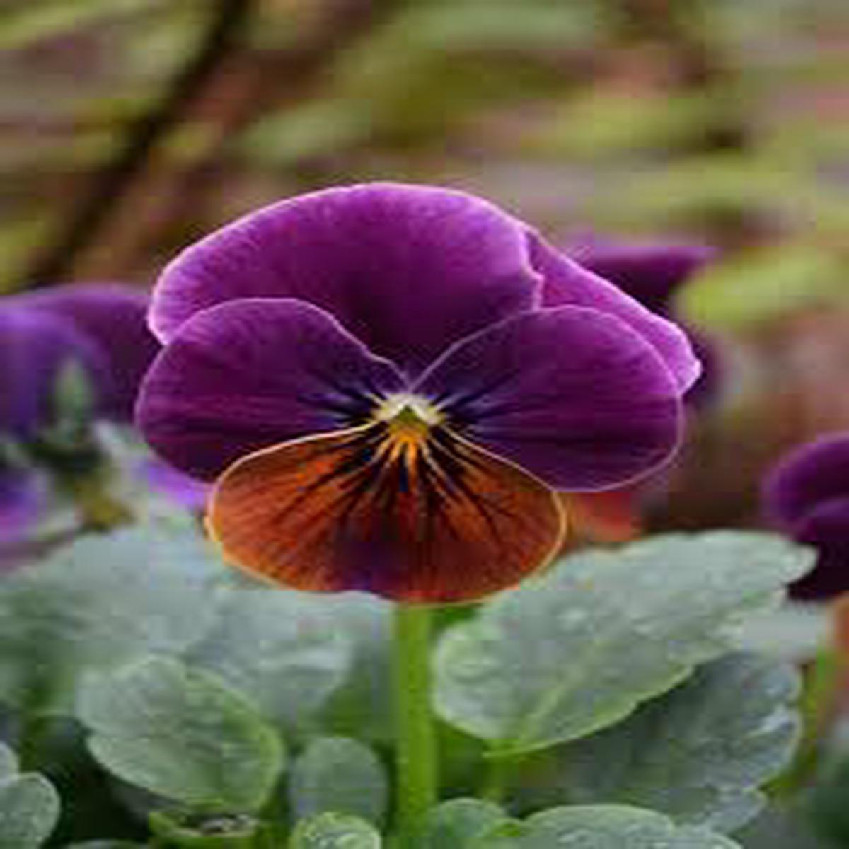 Brown Violet Pansy Flower Seeds for Planting Heirloom NonGMO High Germination Organic Garden Seeds Sale