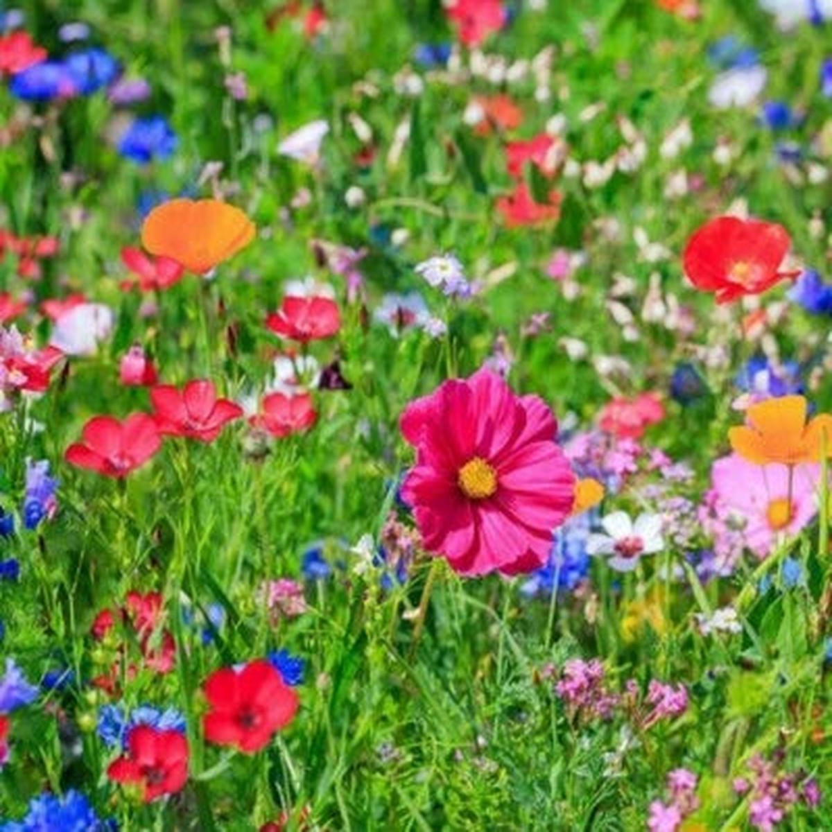 BUTTERFLY & BIRD WILDFLOWER SEEDS - Heirloom, Non-GMO