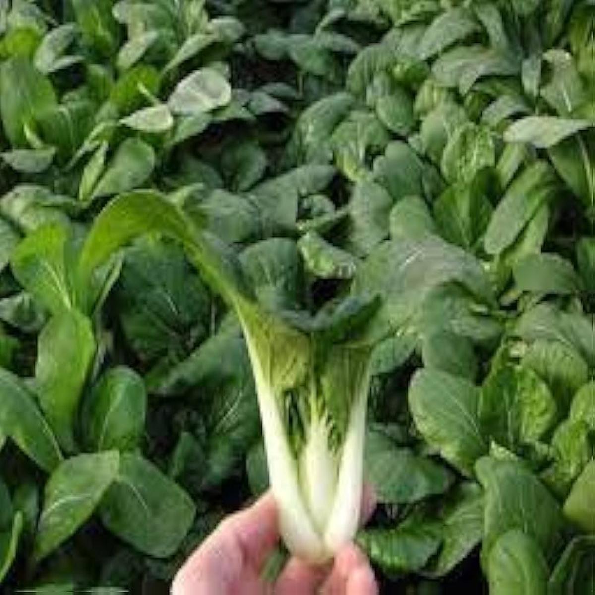 Canton Bok Choy Pak Choi Brassica Rapa For Planting Flower Seeds for Home Garden Planting,