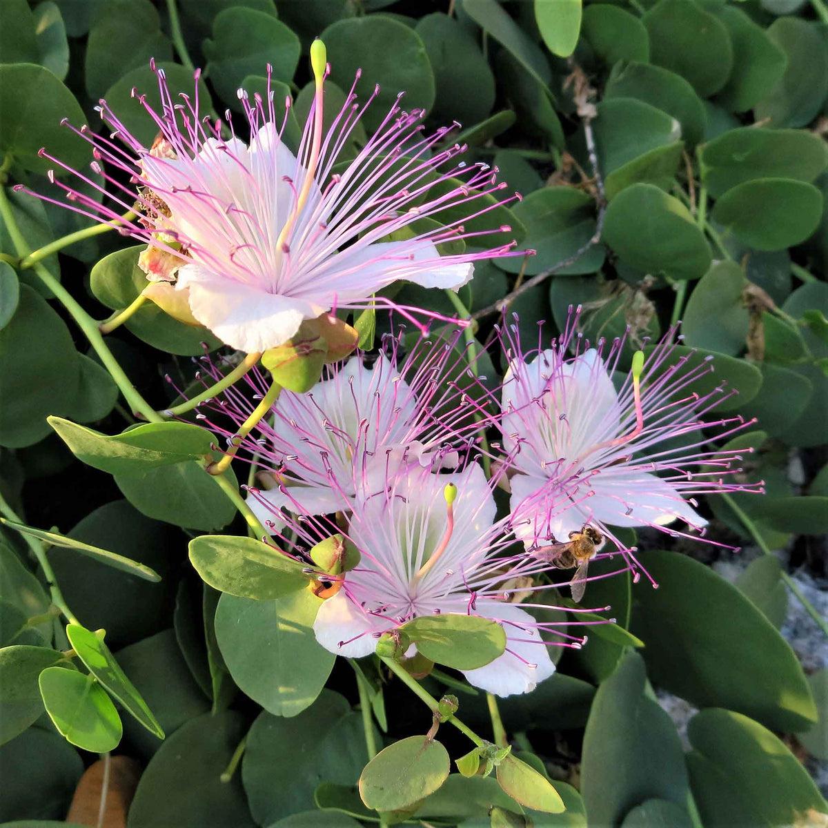 Capparis Flower seeds for Planting, Seasonal Bloomer Heirloom & GMO Free Seeds for Home Garden