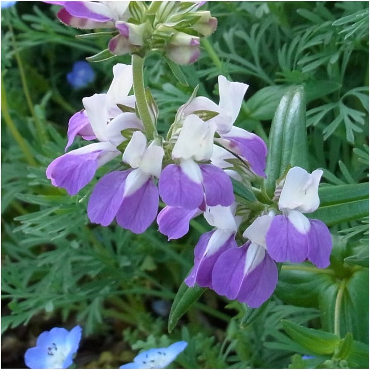Chinese Houses Flower Seeds Collinsia heterophylla Purple Variety for Planting in Garden Bed