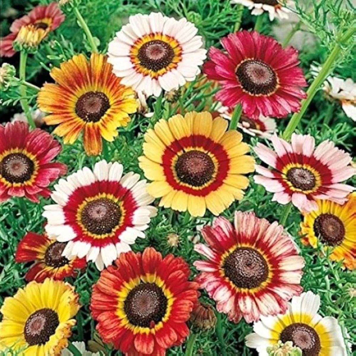Chrysanthemum Chrysanthemum Morifolium Multicolor Flower For Planting In Backyard Gardening