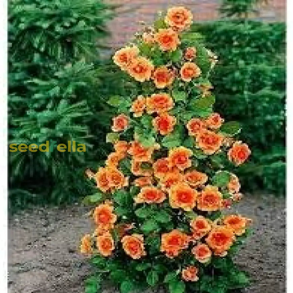 Climbing Geranium Flower Seeds - Vibrant Orange for Planting | Enhance Your Garden with Beautiful Seeds