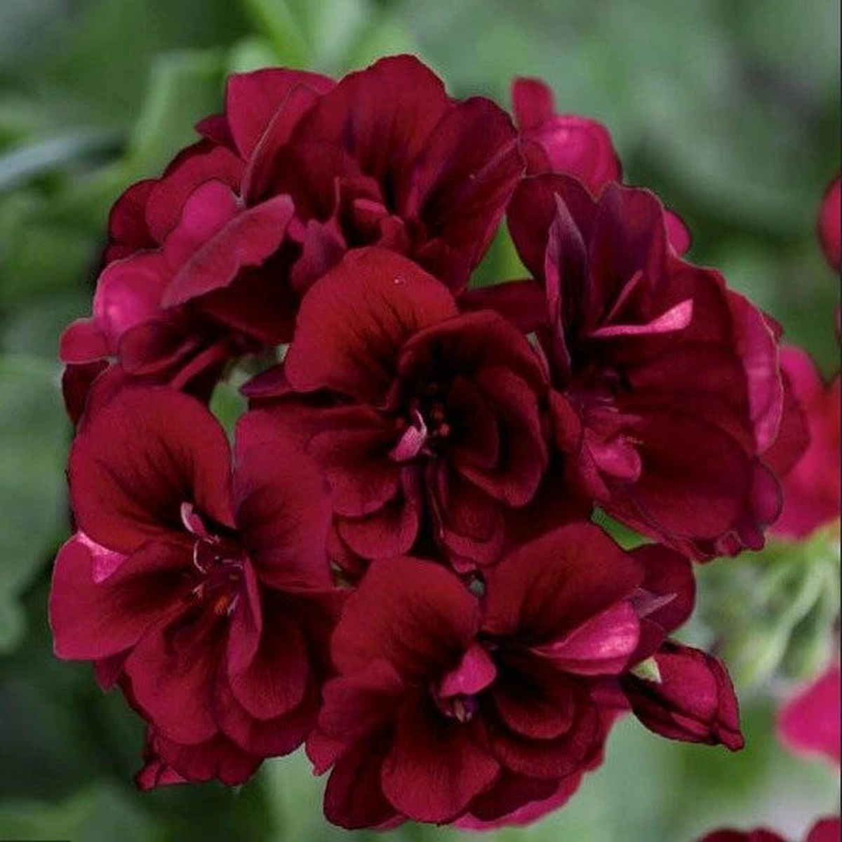 Dark Burgundy Geranium Seeds Hanging Basket Perennial Flowers Seed Flower  Heirloom, Non-GMO, High Germination Organic Garden Seeds