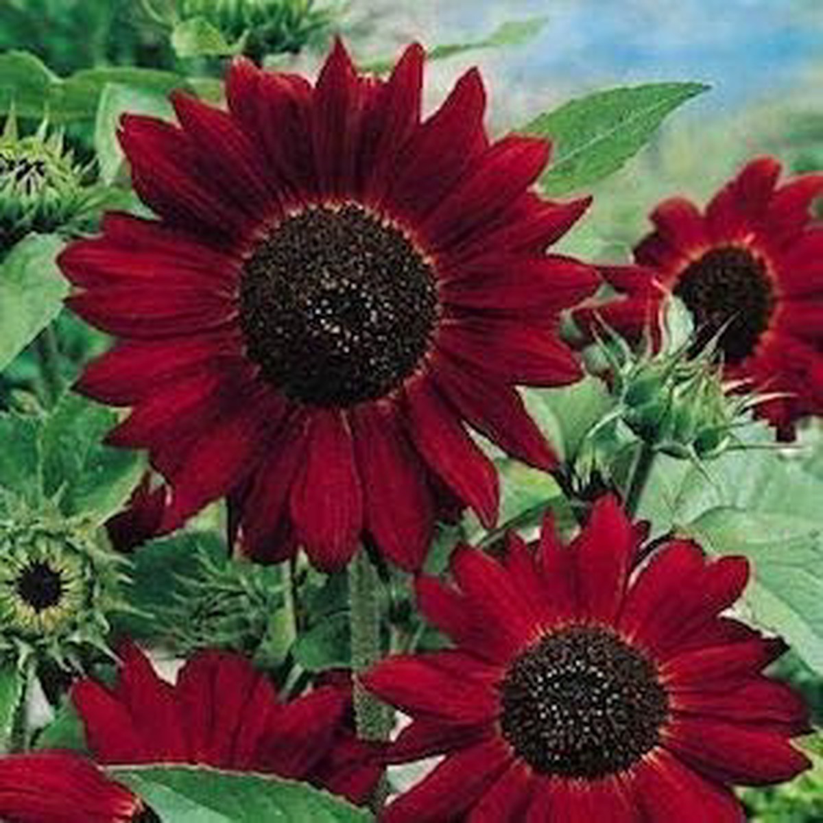 Dark Red Sunflower Seeds for Planting Heirloom, Non-GMO, High Germination Seeds for Bold Blooms & Pollinator-Friendly Gardens