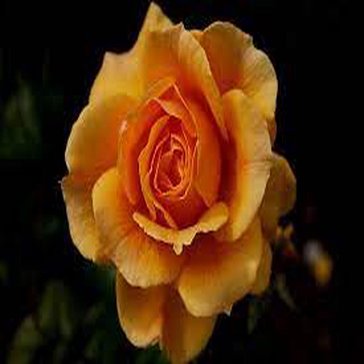 Dark Yellow Climbing Rose Plant Seeds Heirloom Non-GMO High Germination Organic Garden Seeds for Planting