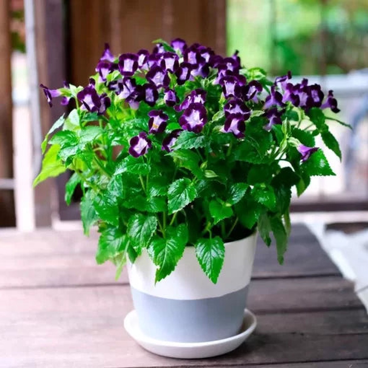 Deep Blue Torenia Seeds | Vertigo Blue Wishbone Flower Heirloom, Non-GMO, High Germination Organic Garden Seeds