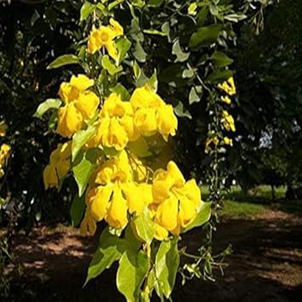 Dolichandra Unguis Flower Seeds for Planting  Seasonal Bloomer, Heirloom, Non-GMO, High Germination Garden Seeds
