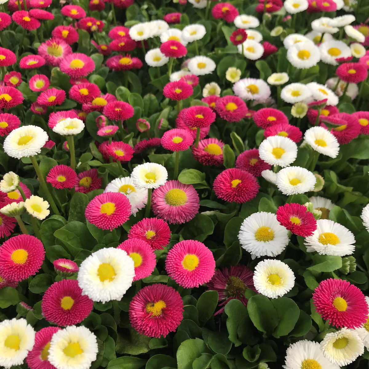 English Daisy Bellis Perennis Flower Seeds for Planting  Heirloom, Non-GMO, Easy to Grow, Perennial