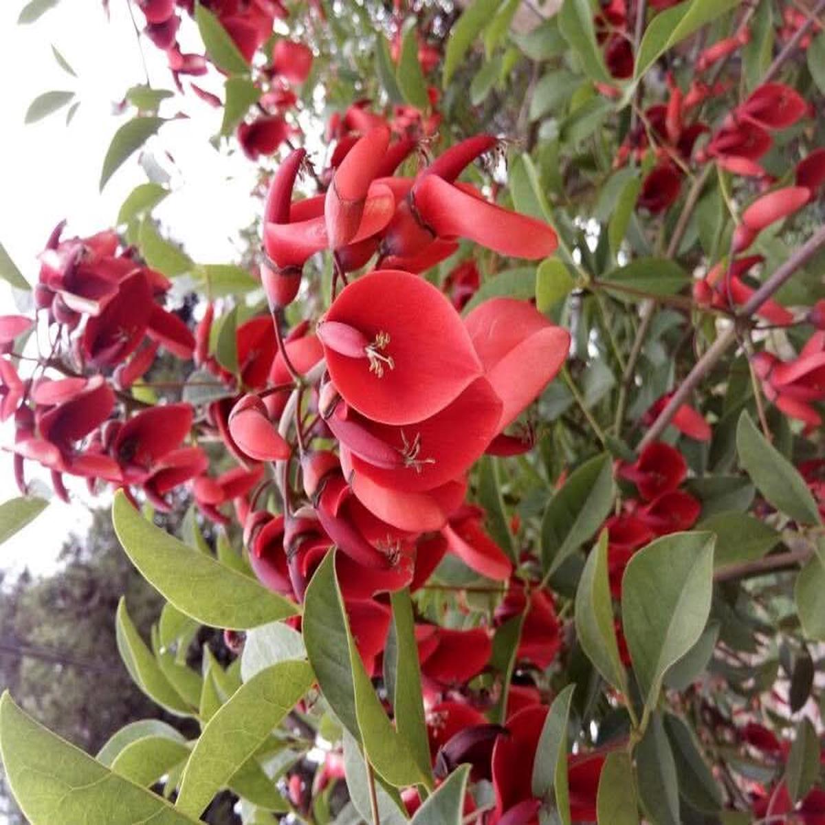 Erythrina Crista-Galli Flower Seeds for Planting  Exotic Coral Tree Blooms for Tropical Gardens