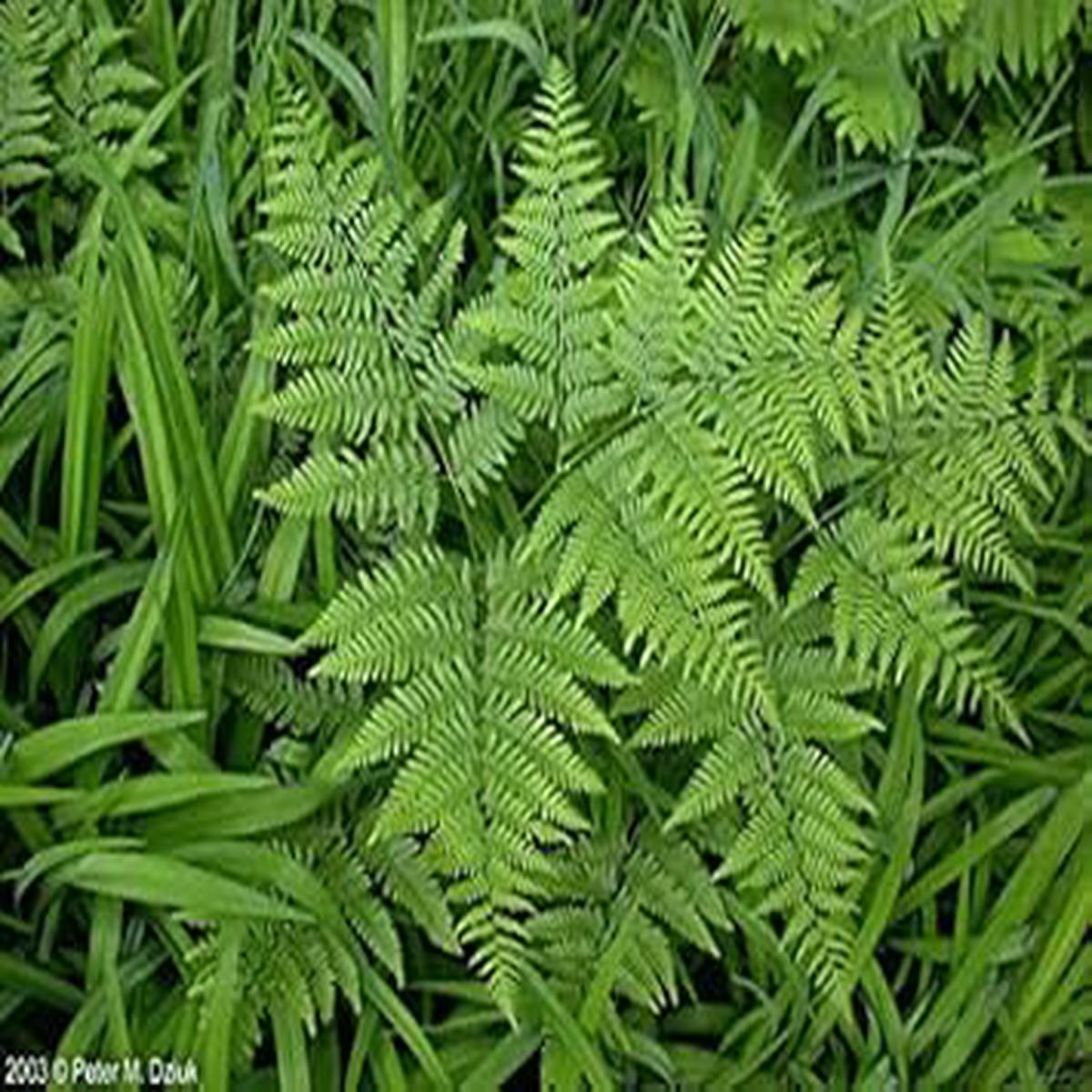 Fern Bracken Plant Seeds for Planting Heirloom & Non-GMO Seeds, High Germination, Organic Garden