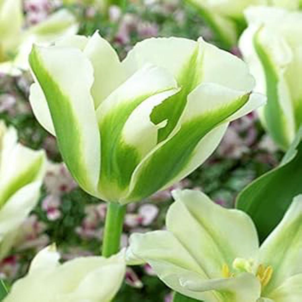 Green Tulip Flower Seeds for Planting ?? Heirloom, Non-GMO, Vibrant Garden Blooms