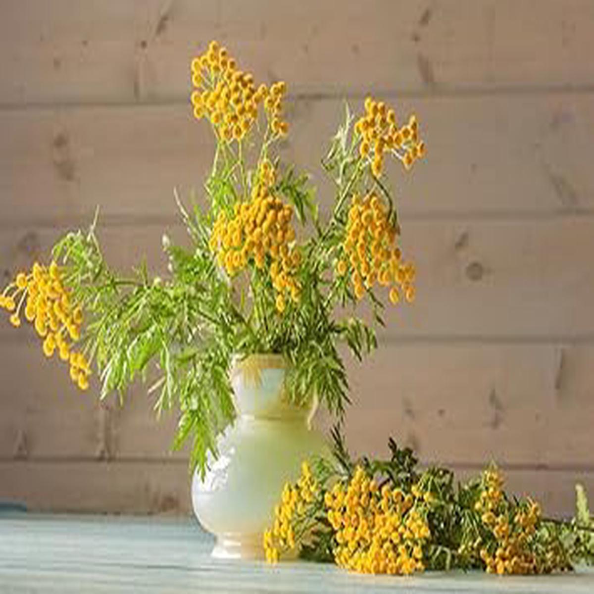 Gypsophila Yellow Flower seeds for Planting - Low Maintenance, Heirloom & GMO Free Seeds for Home Garden