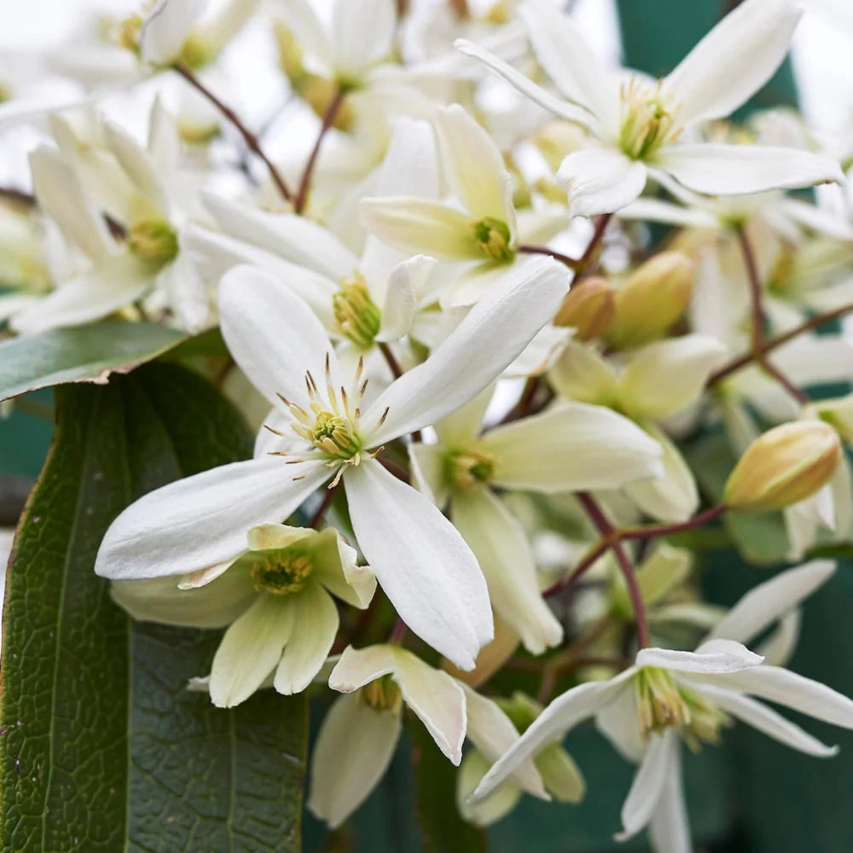 Heirloom Clematis Montana Flower Seeds, Non-GMO Climbing Blooms for Planting