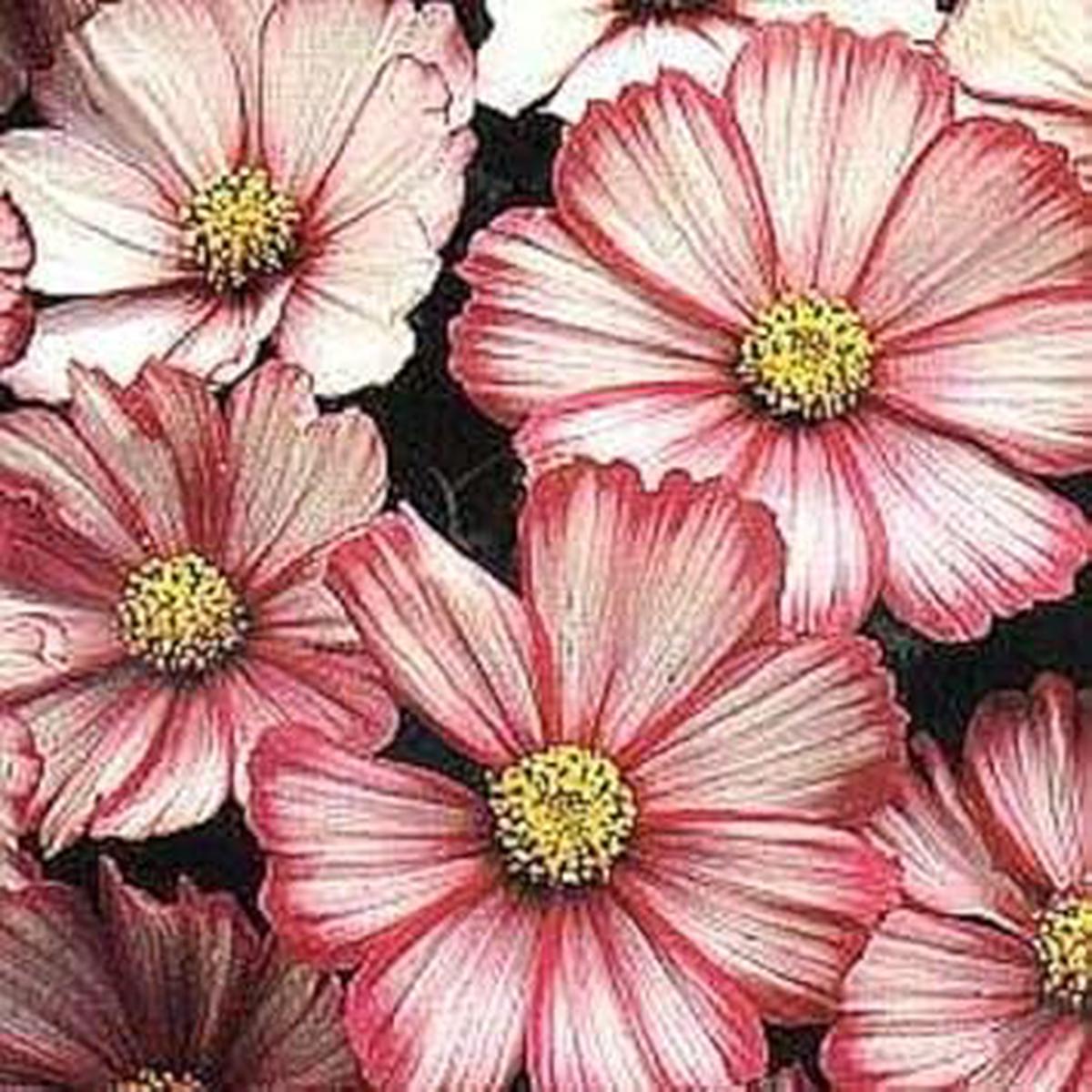 Heirloom Cosmos Peppermint Twist Flower seeds for Planting Premium Quality Heirloom & GMO Free Seeds for Home Garden