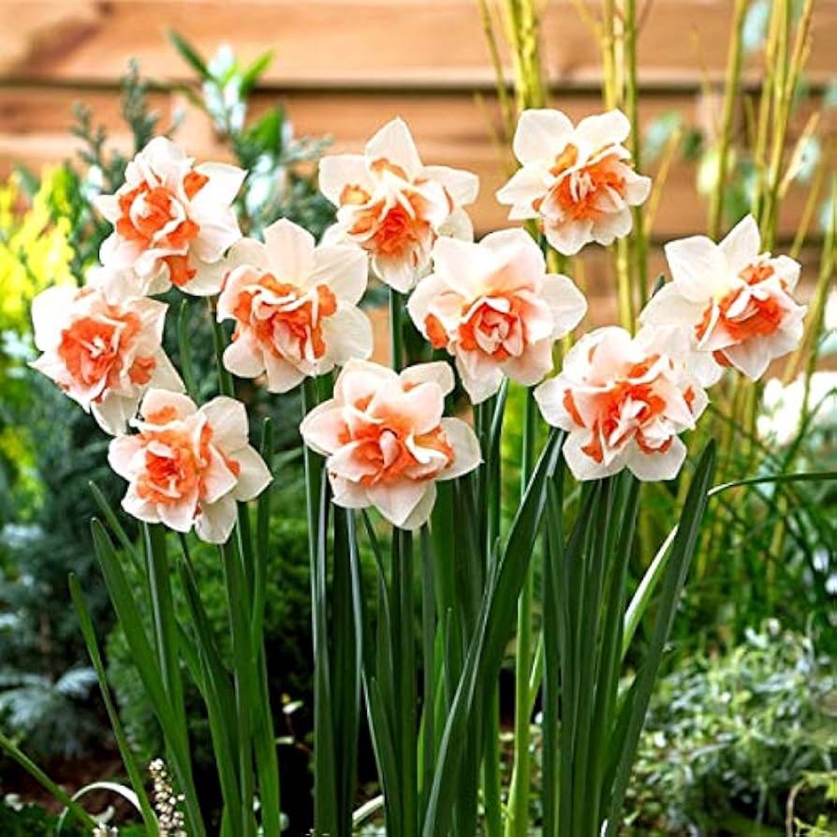 Heirloom Narciso Flower Seeds for Planting - Non-GMO Spring Bloom High Germination Organic Garden Seeds