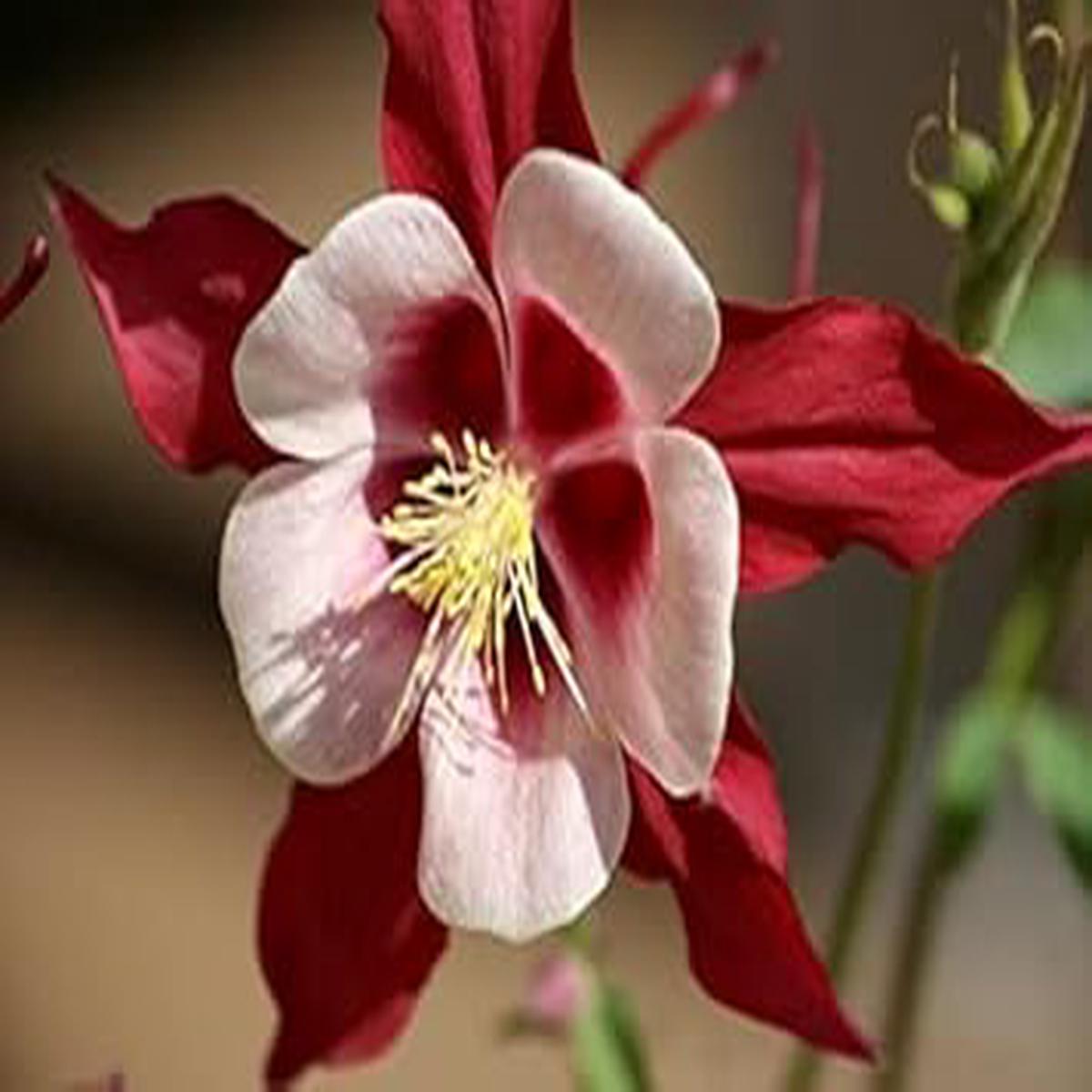 Heirloom Non-GMO Burgundy Columbine Flower Seeds for Planting High Germination Organic Garden Seeds